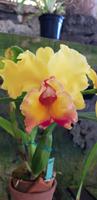 Orchideengarten Quinta da Boa Vista  &ndash; &copy; Mandy Rabe (Eberhardt TRAVEL)