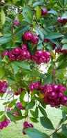 Palheiro Gardens  &ndash; &copy; Mandy Rabe (Eberhardt TRAVEL)