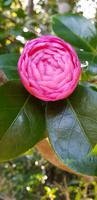 Palheiro Gardens  &ndash; &copy; Mandy Rabe (Eberhardt TRAVEL)