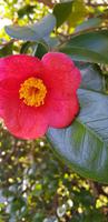 Palheiro Gardens  &ndash; &copy; Mandy Rabe (Eberhardt TRAVEL)