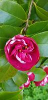 Palheiro Gardens  &ndash; &copy; Mandy Rabe (Eberhardt TRAVEL)