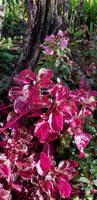 Palheiro Gardens &ndash; &copy; Mandy Rabe (Eberhardt TRAVEL)