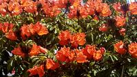 Afrikanischer Tulpenbaum &ndash; &copy; Kristina Hesse (Eberhardt TRAVEL)
