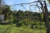 Anbau Vino Verde (1) &ndash; &copy; Franziska Barthel (Eberhardt TRAVEL)