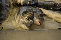 Fischmark Aveiro (3) &ndash; &copy; Franziska Barthel (Eberhardt TRAVEL)