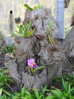 Madeira - Botanischer Garten  &ndash; &copy; Martina Häselbarth (Eberhardt TRAVEL)