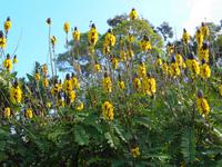 Madeira - Botanischer Garten  &ndash; &copy; Martina Häselbarth (Eberhardt TRAVEL)