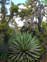 Madeira - Botanischer Garten  &ndash; &copy; Martina Häselbarth (Eberhardt TRAVEL)
