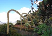 Madeira - Botanischer Garten  &ndash; &copy; Martina Häselbarth (Eberhardt TRAVEL)