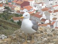 Nazaré - Sítio &ndash; &copy; Barbara Mihut (Eberhardt TRAVEL)