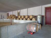 Dourotal - Quinta da Pacheca &ndash; &copy; Barbara Mihut (Eberhardt TRAVEL)