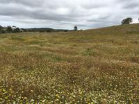 Blumenwiese &ndash; &copy; Franziska Barthel (Eberhardt TRAVEL)