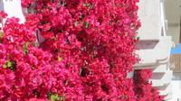 Bougainvillea &ndash; &copy; Petra Sauer (Eberhardt TRAVEL)