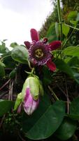 Maracuja-Blüte im Terra Nostra Park &ndash; &copy; Laura Schäfer (Eberhardt TRAVEL)