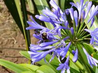 Agapanthus &ndash; &copy; Peter Patzelt (Eberhardt TRAVEL)