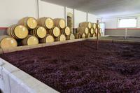 Quinta da Pacheca &ndash; &copy; Olivia Wolk (Eberhardt TRAVEL)