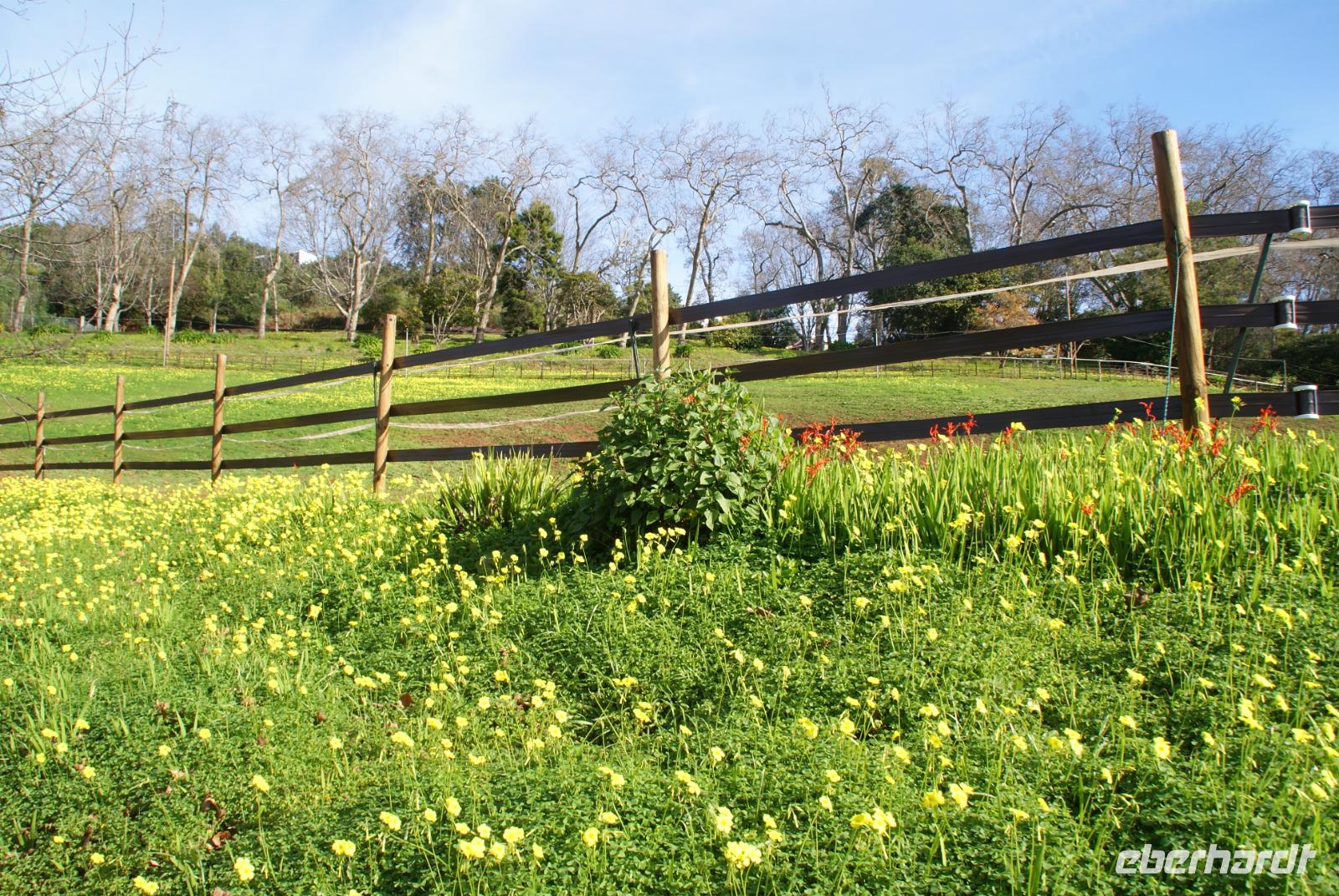 Palheiro Garden (4) &ndash; &copy; Susanne Schirmann (Eberhardt TRAVEL)