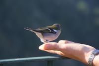Madeira Buchfink (4) &ndash; &copy; Susanne Schirmann (Eberhardt TRAVEL)