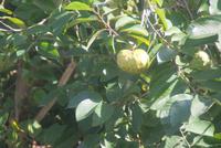 Cherimoya &ndash; &copy; Susanne Schirmann (Eberhardt TRAVEL)