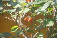 Baumtomaten &ndash; &copy; Susanne Schirmann (Eberhardt TRAVEL)