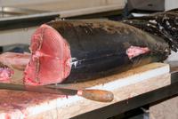 Thunfisch
