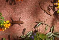 Madeira Krokodile &ndash; &copy; Susanne Schirmann (Eberhardt TRAVEL)