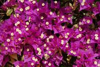 Botanischer Garten (8) &ndash; &copy; Susanne Schirmann (Eberhardt TRAVEL)