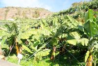 Bananenplantage (2) &ndash; &copy; Susanne Schirmann (Eberhardt TRAVEL)