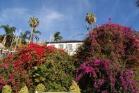Camara de Lobos (4) &ndash; &copy; Susanne Schirmann (Eberhardt TRAVEL)