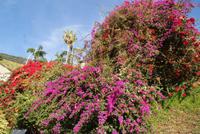 Camara de Lobos (5) &ndash; &copy; Susanne Schirmann (Eberhardt TRAVEL)