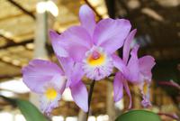 Orchideengarten (6) &ndash; &copy; Susanne Schirmann (Eberhardt TRAVEL)