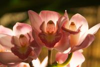 Orchideengarten (8) &ndash; &copy; Susanne Schirmann (Eberhardt TRAVEL)