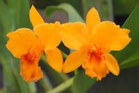 Orchideengarten (9) &ndash; &copy; Susanne Schirmann (Eberhardt TRAVEL)