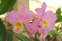 Orchideengarten (11) &ndash; &copy; Susanne Schirmann (Eberhardt TRAVEL)