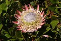 Palheiro Garden (6) &ndash; &copy; Susanne Schirmann (Eberhardt TRAVEL)