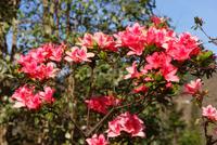 Palheiro Garden (9) &ndash; &copy; Susanne Schirmann (Eberhardt TRAVEL)