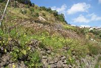 Levada Wanderung am Neujahrstag (3) &ndash; &copy; Susanne Schirmann (Eberhardt TRAVEL)