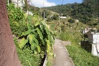 Levada Wanderung am Neujahrstag (7) &ndash; &copy; Susanne Schirmann (Eberhardt TRAVEL)