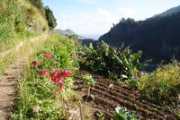 Levada Wanderung am Neujahrstag (11) &ndash; &copy; Susanne Schirmann (Eberhardt TRAVEL)