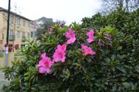 Sao Miguel - Stadtführung Ponta Delgada (26) &ndash; &copy; Franziska Barthel (Eberhardt TRAVEL)