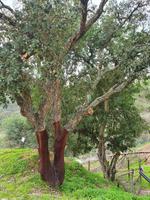 Parque da Mina Korkbaum &ndash; &copy; Sophia Bär (Eberhardt TRAVEL)
