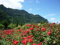 Rosengarten in Arco de Sao Jorge