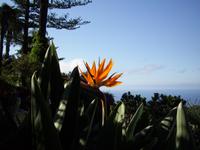 Strelitzie &ndash; &copy; Anne Hiecke (Eberhardt TRAVEL)