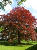 Wesel &ndash; &copy; Sabine Letzybyll (Eberhardt TRAVEL)