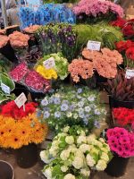 Tulpenmarkt &ndash; &copy; Steffi Zimmermann (Eberhardt TRAVEL)