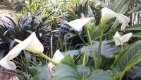 Calla &ndash; &copy; Eva-Maria Strauß-Eberhardt (Eberhardt TRAVEL)