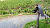 Rüdesheimer Weinberge &ndash; &copy; Steffi Zimmermann (Eberhardt TRAVEL)
