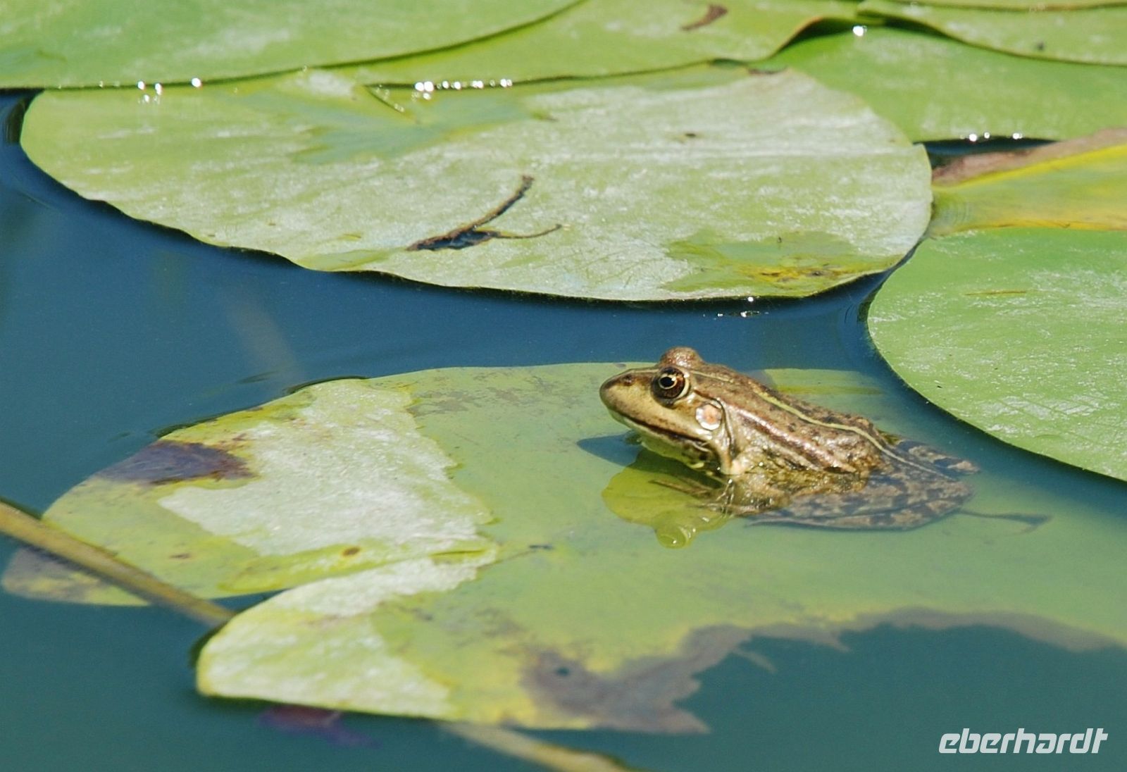 Frosch, Donaudelta &ndash; &copy; Simone Willner (Eberhardt TRAVEL)