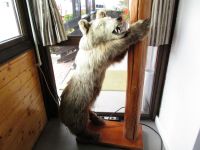 Bär im Gasthaus :)) &ndash; &copy; Barbara Mihut (Eberhardt TRAVEL)