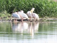 Donaudelta &ndash; &copy; Barbara Mihut (Eberhardt TRAVEL)